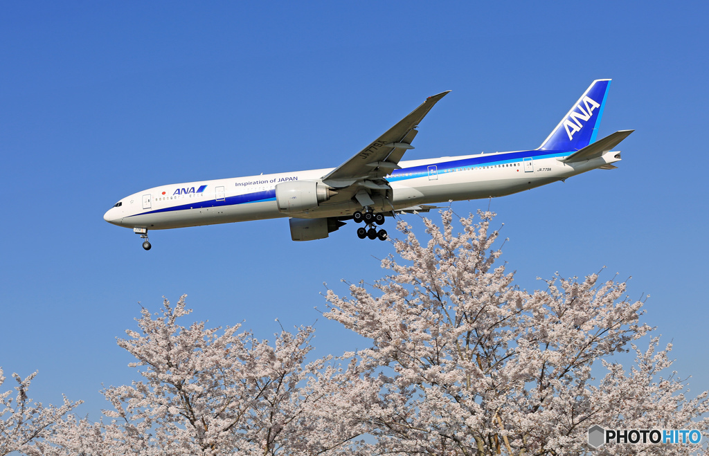 「青空」  桜 満開 と 飛行機　今でしょ。