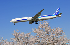 「青空」  桜 満開 と 飛行機　今でしょ。