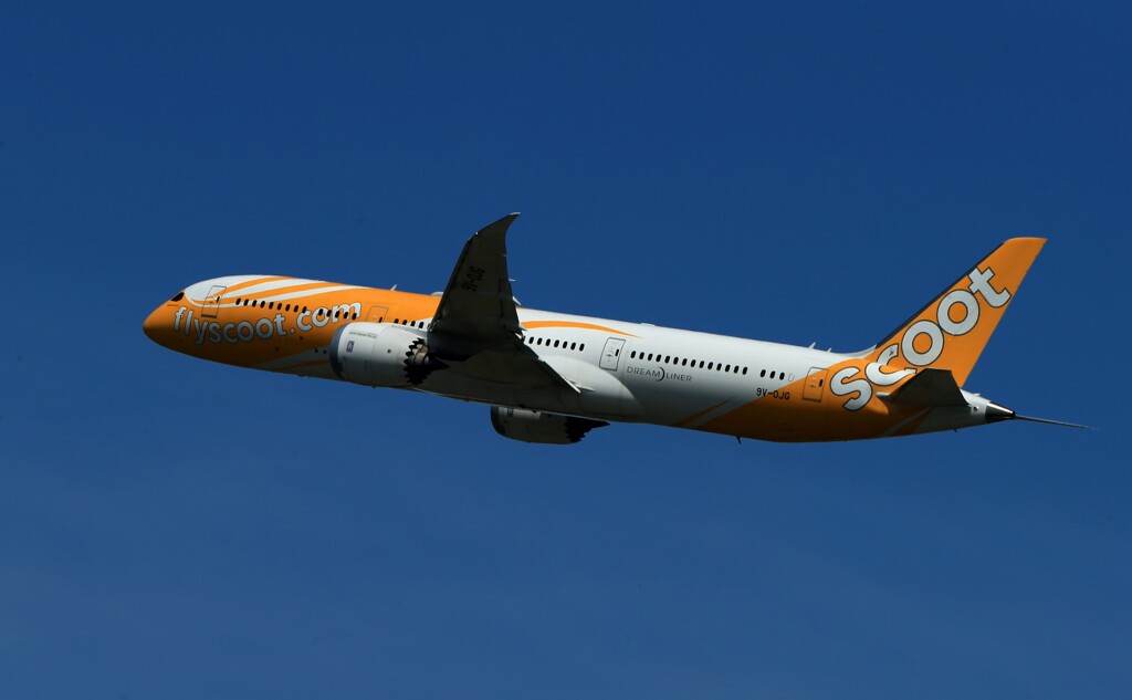 「青色」scoot 787-9 9V-OJG Takeoff 