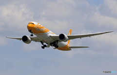 「青色が好き」 Scoot 787-9 9V-OJF 飛ぶ