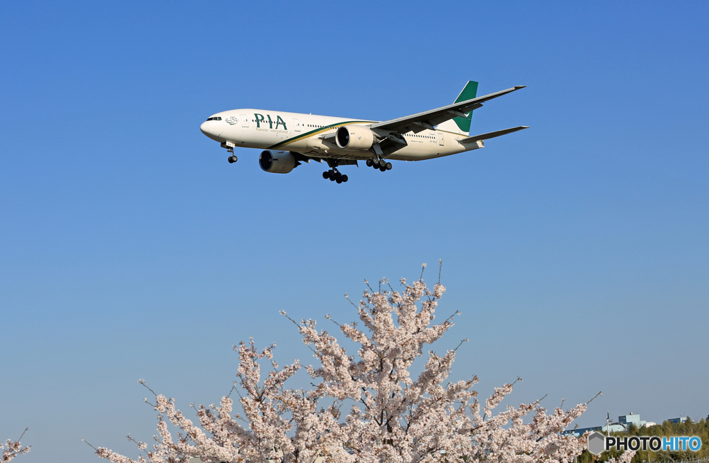 ☀「あおぞら」 PIA/パキスタン桜と777到着です