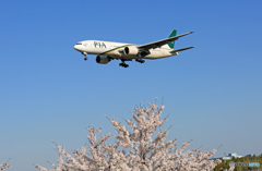 ☀「あおぞら」 PIA/パキスタン桜と777到着です