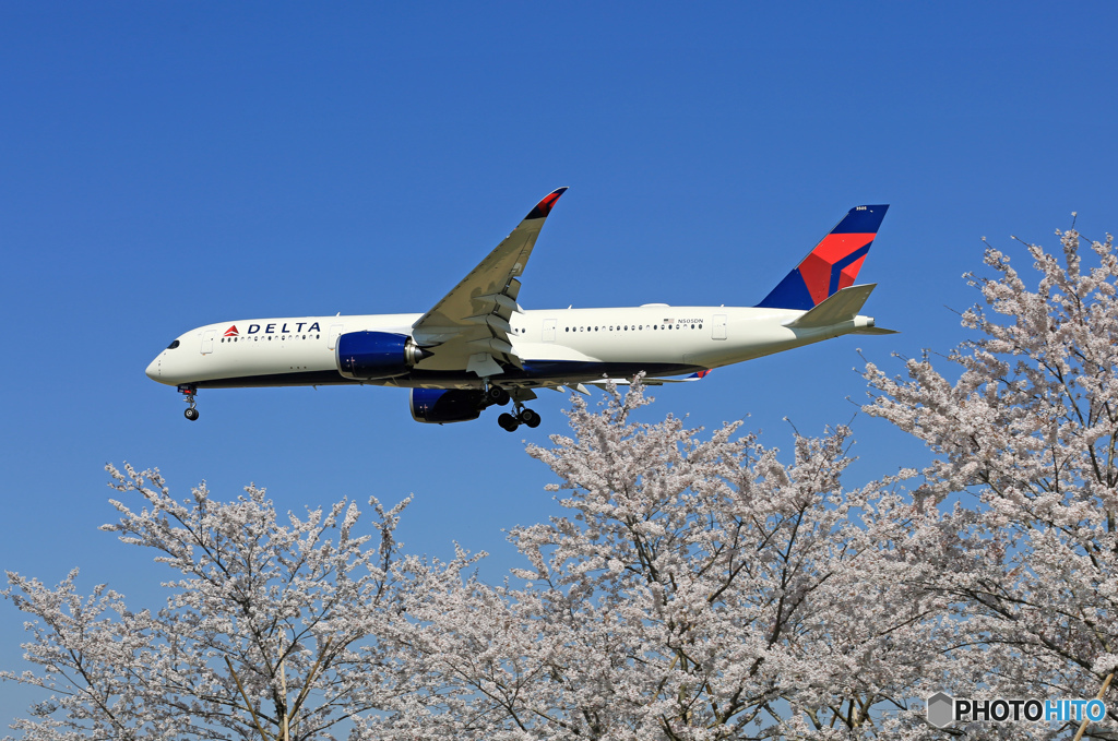 [青い空] ☮ DELTA  A350-941☮ 「新鮮な さくらの風景」