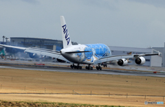 「群青色」？ANA A380-841 「ホヌ」JA381A 通過