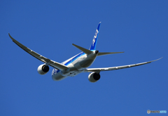 「SKY」 ANA 787-8 JA806A 飛行 