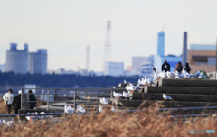 「そらー」浜 辺 の 共 存