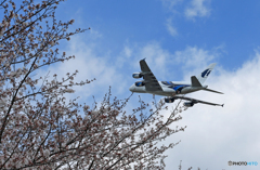 「青が大好き」マレーシア航空A380-841 Takeoff 