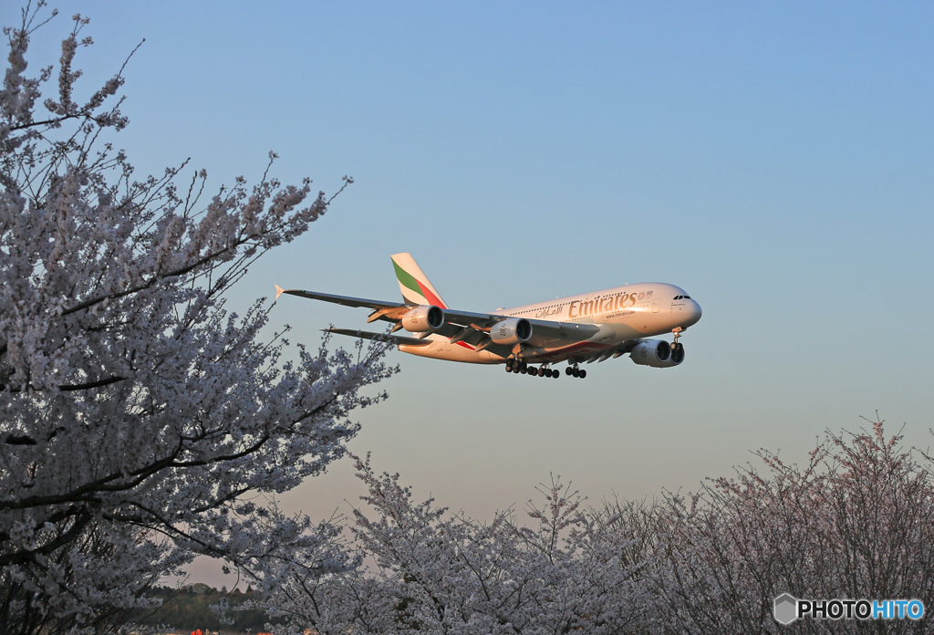 「空色」 エミレーツ航空A380-861 桜が咲いた