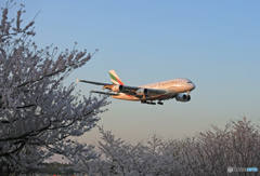 「空色」 エミレーツ航空A380-861 桜が咲いた