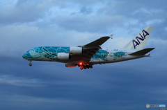 「群青」FLYING Honu A380 JA382A  Landing 