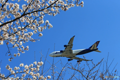 ☀「あおぞら」 桜とコラボ　✈747ジャンボ✈飛びます