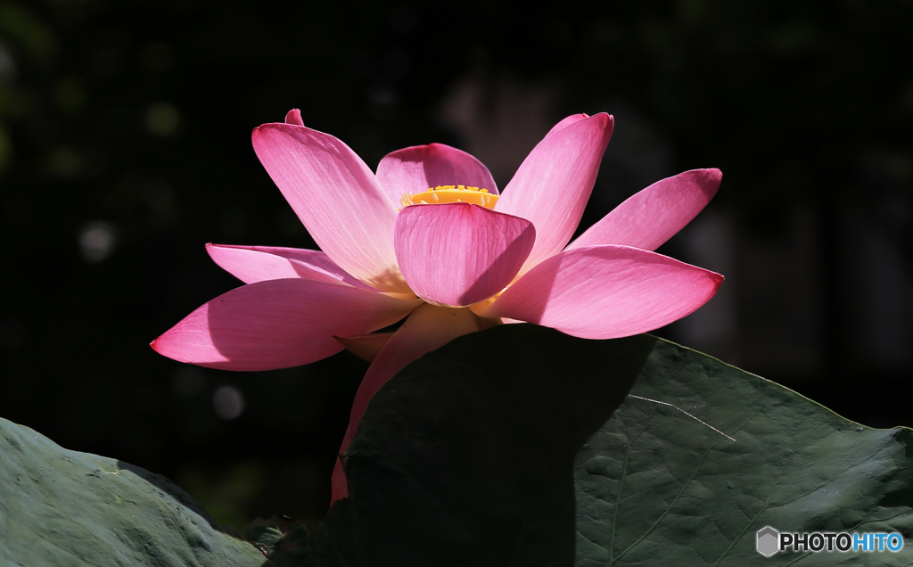 「良い天気」大 賀 ハ ス   (5)