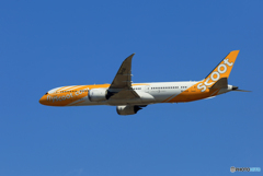 「空色」 scoot 787-9 9V-OJD Takeoff 