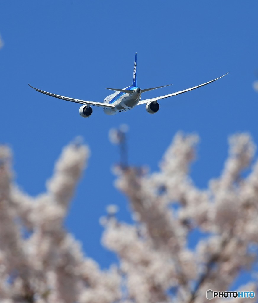 「群青」 ANA さくらと787-8 JA814A Takeoff