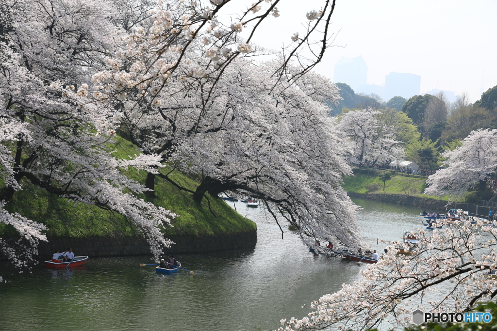 さくら咲きましたが、東京への移動は自粛ですね‼