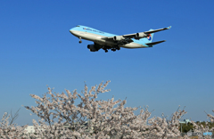 [青い空] +桜 Korean Cargo 747 HL7601 Landing