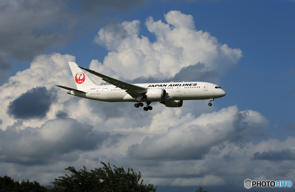 「青色が好き」 JAL  787-8 JA836A 着陸です