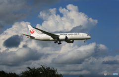 「青色が好き」 JAL  787-8 JA836A 着陸です