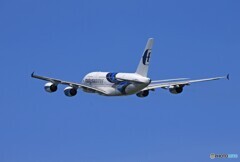 「群青」Singapoe A380-841  9M-MNC 飛んだ