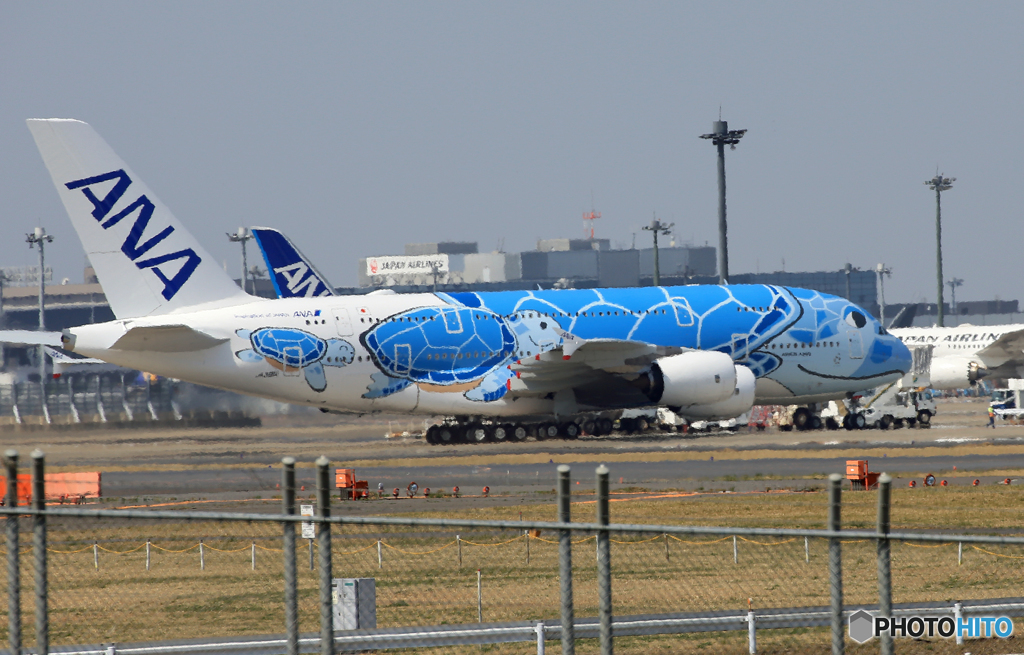 「すかい」関西空港から戻ってきた「Flying Honu」ホヌ