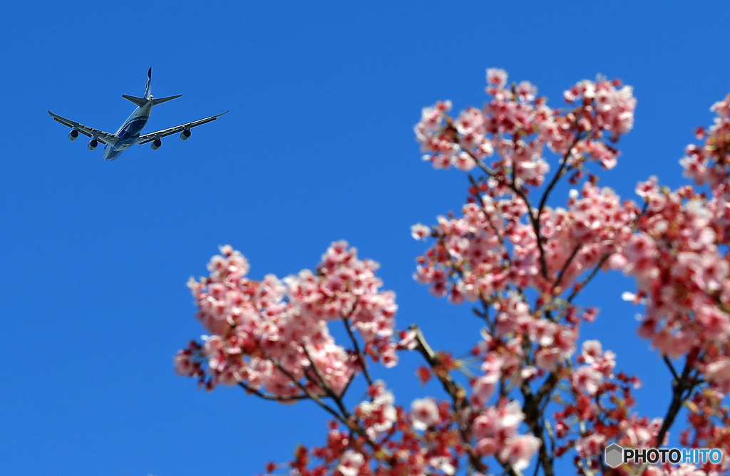 「青の空」 未だあった 桜と NCA 747 Takeoff 