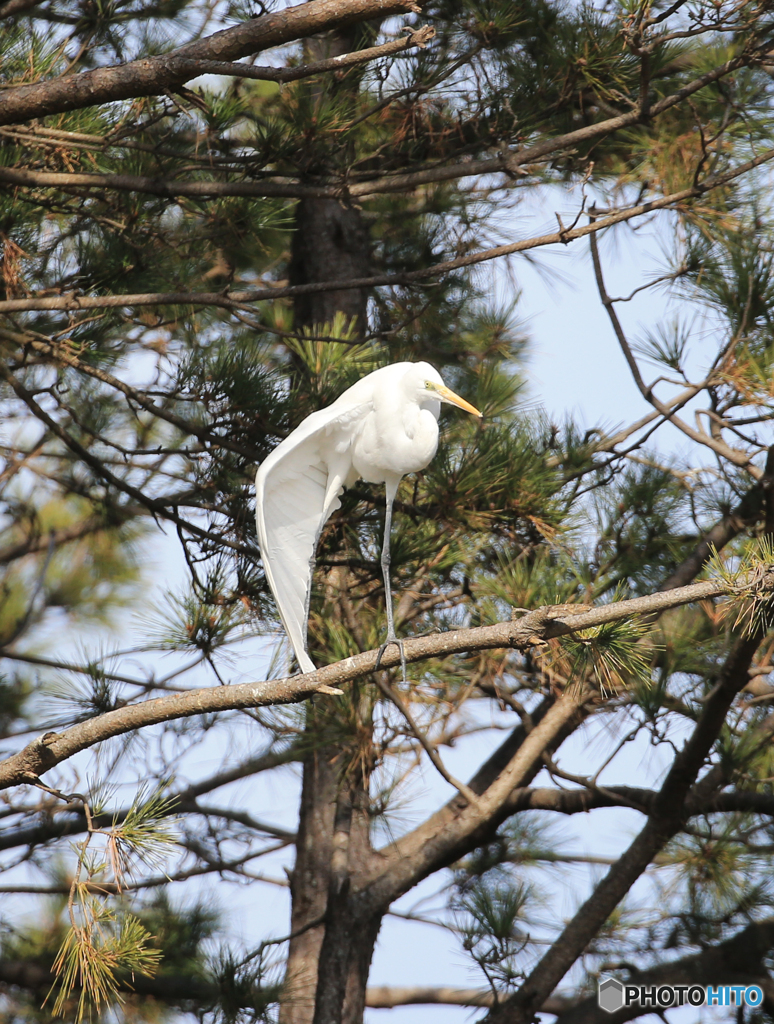 「良い空～」私　は　こ　こ　よ