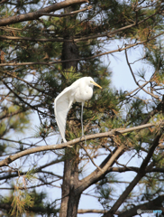 「良い空～」私　は　こ　こ　よ