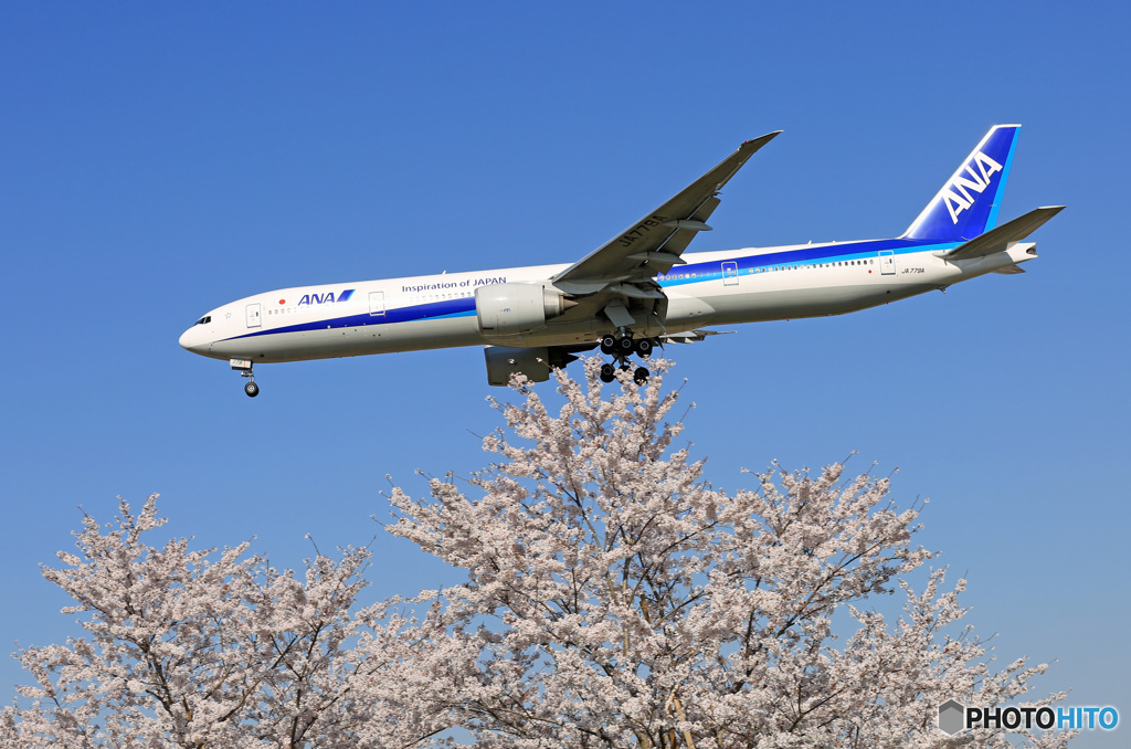 「SKY」 桜とANA 777-381 JA779A 到着です