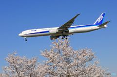 「SKY」 桜とANA 777-381 JA779A 到着です