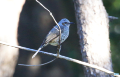 「枝」やっと鳥は見つけたが　名前が解らない？