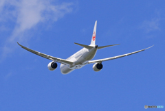 「青が好き」 JAL 787-9 JA871J 離陸です