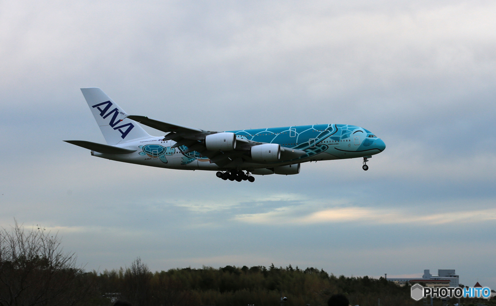 「すかい」 ANA A380-841 JA382A  Landing
