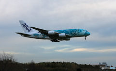 「すかい」 ANA A380-841 JA382A  Landing
