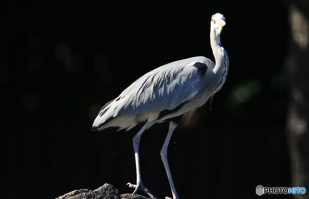 「青色が好き」あれ〜　見つかちゃった
