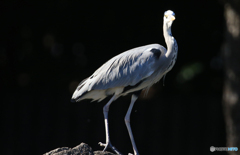 「青色が好き」あれ〜　見つかちゃった