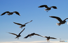 「あおいそら」かもめが舞う