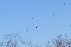 「空色」✈ 鳥の編隊飛行です！☮