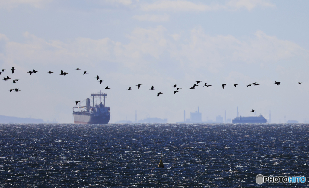 東京湾の船と渡り鳥
