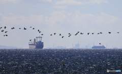 東京湾の船と渡り鳥