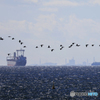 東京湾の船と渡り鳥
