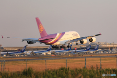 「青が好き」 THAI A380-841 HS-TUB Landing