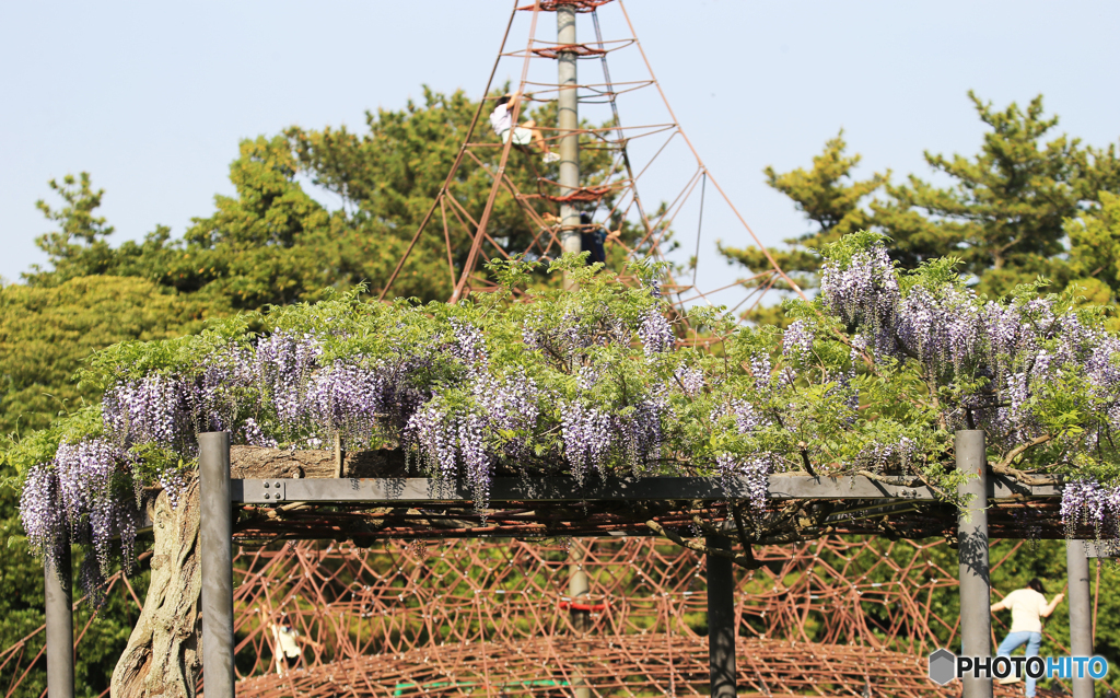 「すかい」 公園プレイロットの藤棚