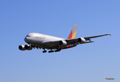 「蒼空」Asiana A380-841 HL7626 来た～あ