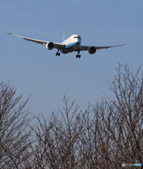 「晴れた」 アモイ航空787-9 B-2768 Landing