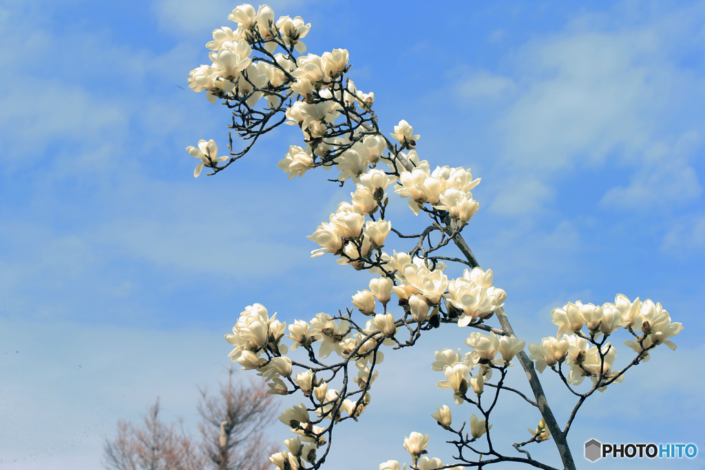 「ぶるー」空 高 く ・ 咲 き 始 め ま し た