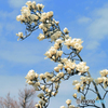 「ぶるー」空 高 く ・ 咲 き 始 め ま し た