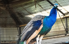 「青色が好き」残っていた・鳥