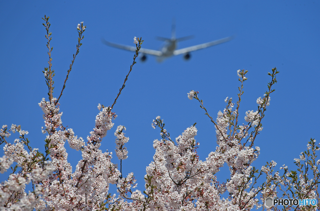 「青」 ✈さ く ら の 山 は ・満 開 で し た !  ✈