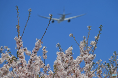 「青」 ✈さ く ら の 山 は ・満 開 で し た !  ✈