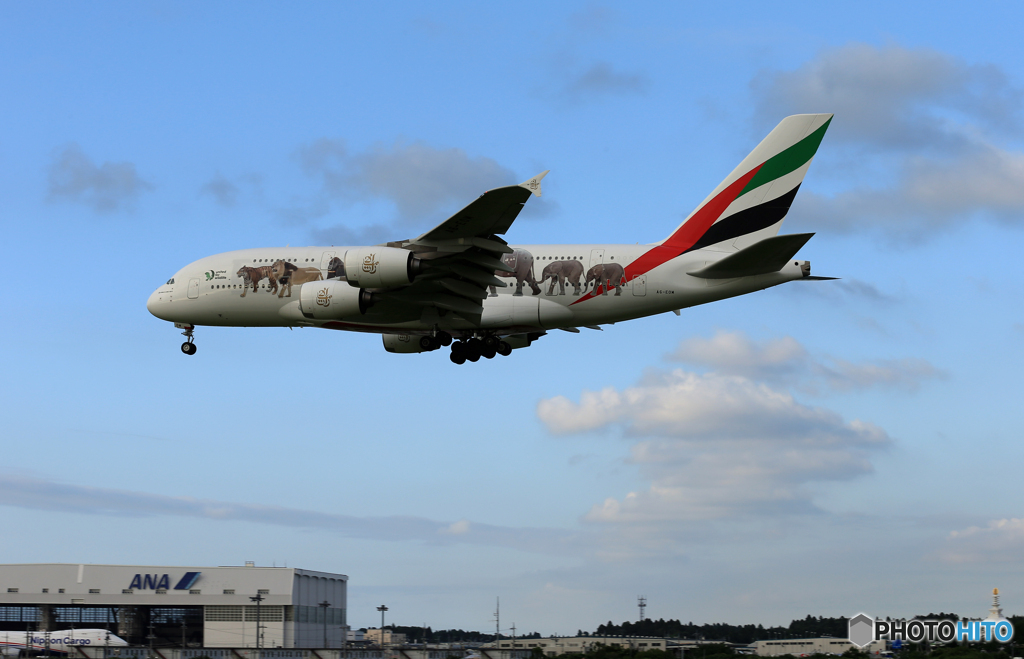 「はれー」エミレーツ動物愛護機 A380-861 Landing